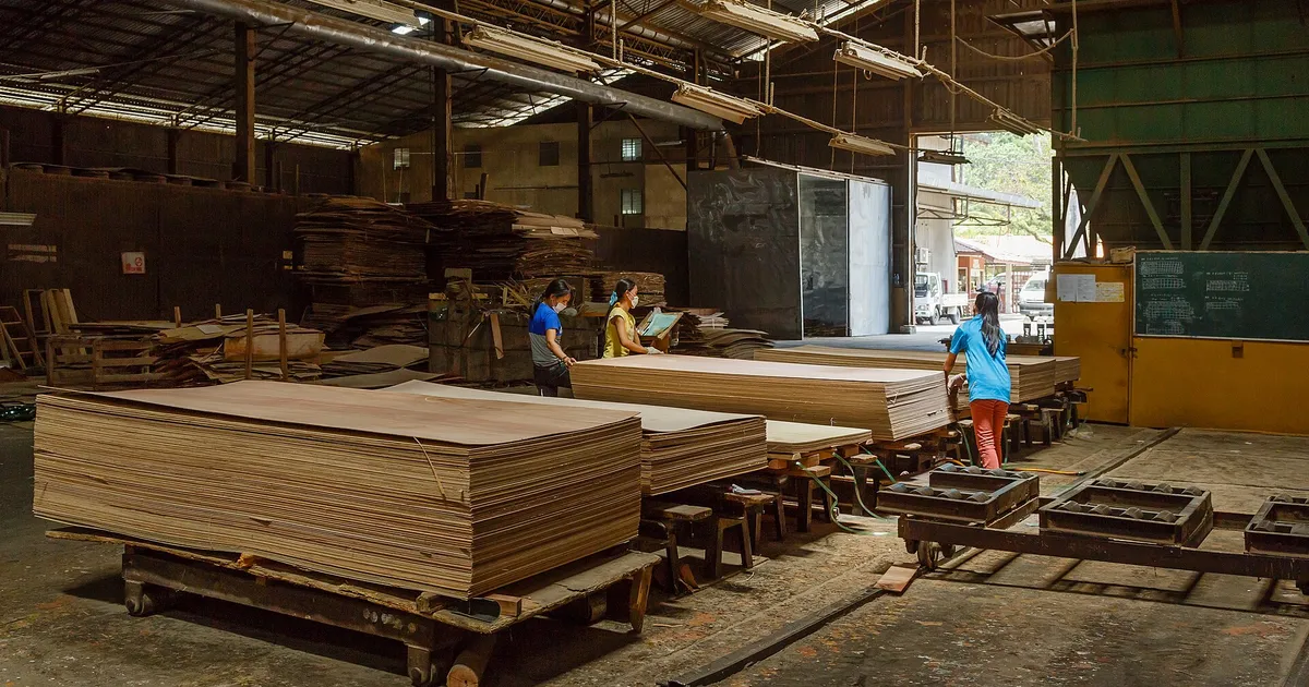 Stacks of pressed plywood panels on trolleys inside a plywood mill hall, with workers in the background