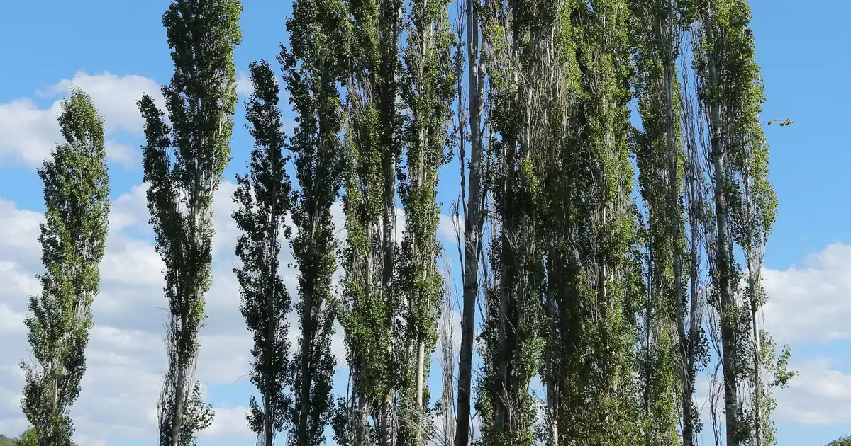 Tall columnar poplar trees standing in a row against a blue sky