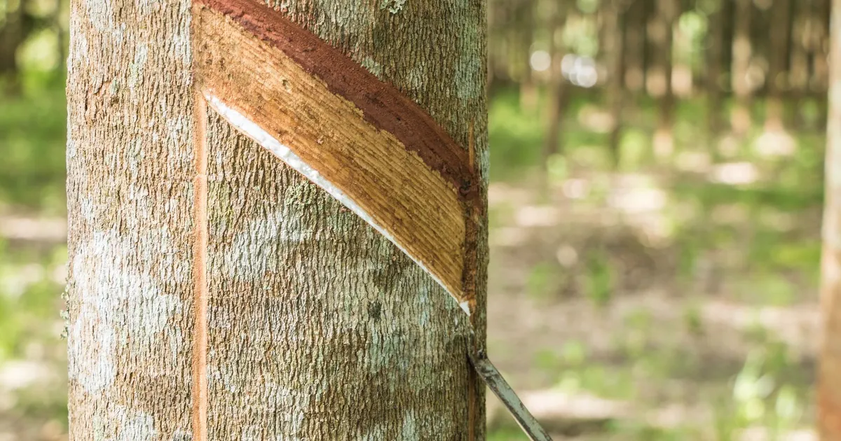 Trunk of a rubber tree with a diagonal tapping cut and a collecting spout in a plantation